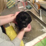 Labrador retriever Bonni