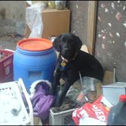 Labrador retriever Bonni