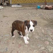 Amerikansk staffordshire terrier Brumle