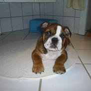 Engelsk bulldog Anton