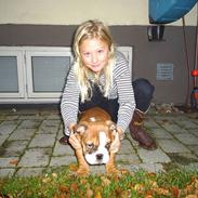 Engelsk bulldog Anton