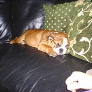 Engelsk bulldog Anton