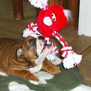 Engelsk bulldog Anton