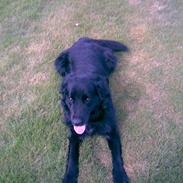 Flat coated retriever bobby