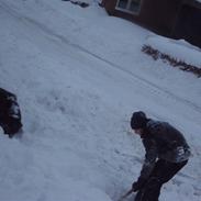 Flat coated retriever bobby