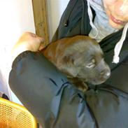 Labrador retriever Xenia