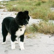 Karelsk bjørnehund Satchmo