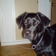 Blanding af racer Nala