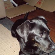 Blanding af racer Nala