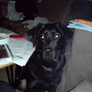 Blanding af racer Nala