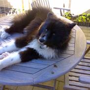 Karelsk bjørnehund Satchmo