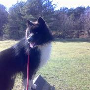 Karelsk bjørnehund Satchmo