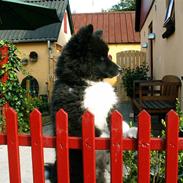 Karelsk bjørnehund Satchmo