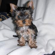 Yorkshire terrier Yasmin
