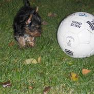 Yorkshire terrier Yasmin