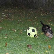 Yorkshire terrier Yasmin