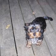 Yorkshire terrier Yasmin