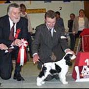 Amerikansk cocker spaniel palyboy