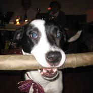 Blanding af racer Didi