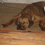 Blanding af racer Diesel (Rottweiler/Skt B)