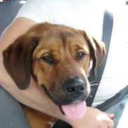 Blanding af racer Diesel (Rottweiler/Skt B)