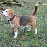 Beagle Magnus