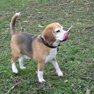 Beagle Magnus