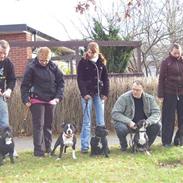 Staffordshire bull terrier Andy