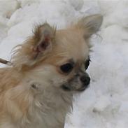 Chihuahua Mille (Dolce) 