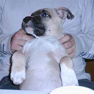 Amerikansk staffordshire terrier Pumba - Død 8/1 -08  -