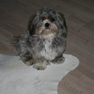 Lhasa apso Wilma