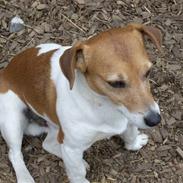 Jack russell terrier mads