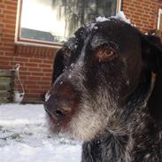 Ruhåret hønsehund Jack † sov sødt †