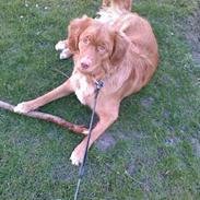 Nova scotia duck tolling retriever Mowgli