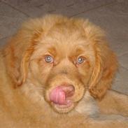 Nova scotia duck tolling retriever Mowgli