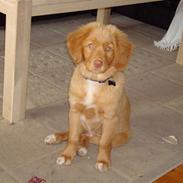 Nova scotia duck tolling retriever Mowgli