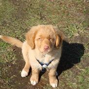 Nova scotia duck tolling retriever Mowgli