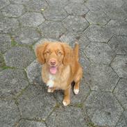 Nova scotia duck tolling retriever Mowgli