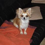 Chihuahua Frida