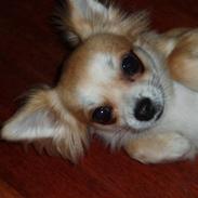 Chihuahua Frida