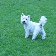 West highland white terrier Finn