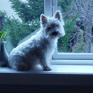 West highland white terrier Finn