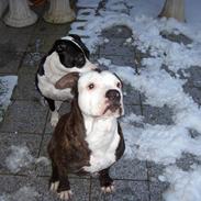 Amerikansk staffordshire terrier Otto