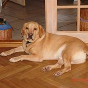 Labrador retriever Sofus * Aflivet 2009