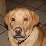 Labrador retriever Sofus * Aflivet 2009