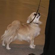 Chihuahua Mille (Dolce) 