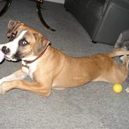 Amerikansk staffordshire terrier Luna R.I.P <3