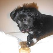 Blanding af racer Bella