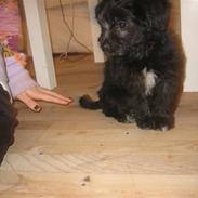 Blanding af racer Bella