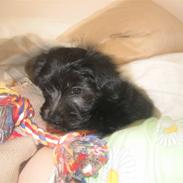 Blanding af racer Bella